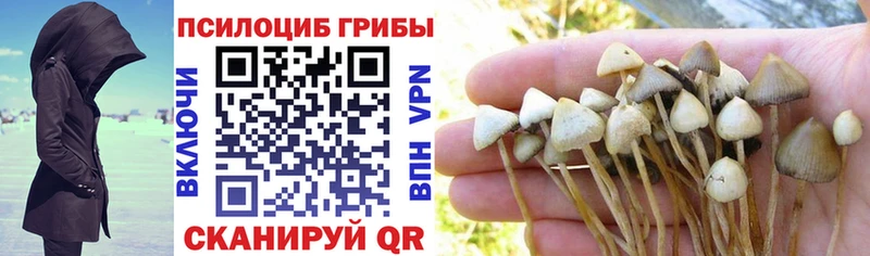 Купить закладки  Кириши  Псилоцибиновые грибы Psilocybe 